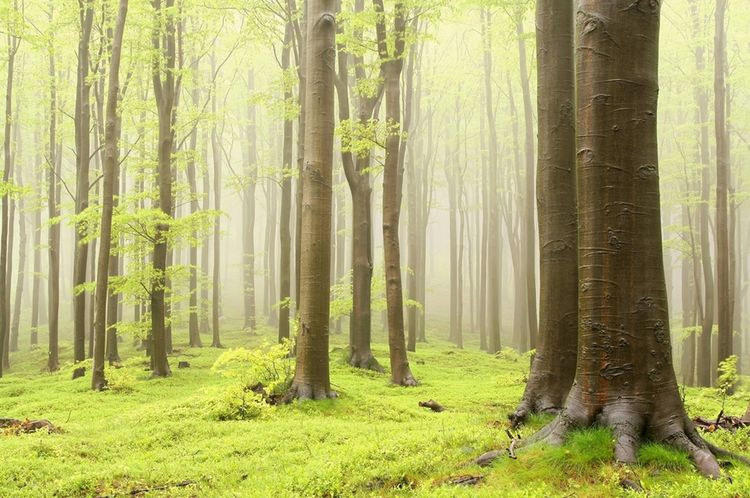 3D фотообои 3D Фотообои  «Зеленый лес»  вид 1